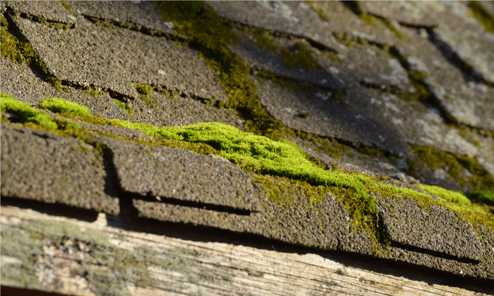 close up view of a roof that has mold on it, idaho roofing contractors boise idaho 